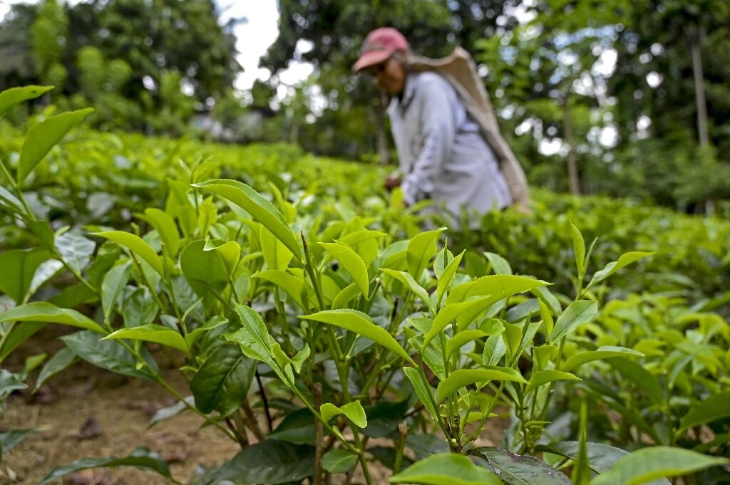 Ceylon Tea Farm