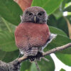 Chestnut-backed Owlet