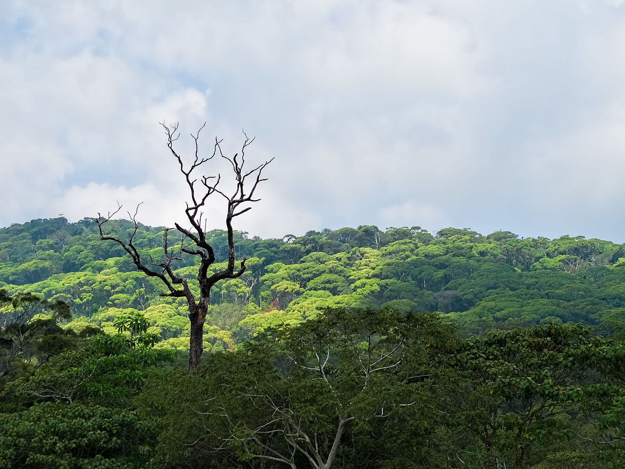 Sinharaja Forest Reserve