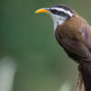 Sri Lanka Scimitar-Babbler