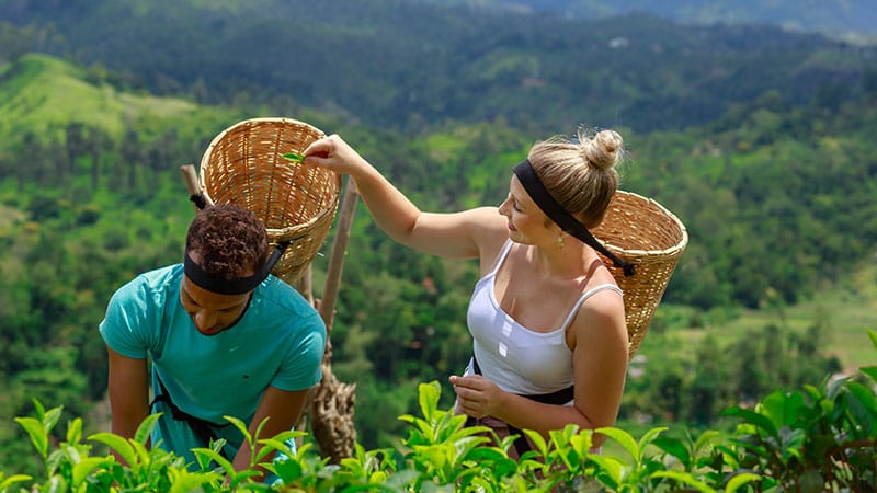 A Guide to Sri Lanka’s Tea Plantations