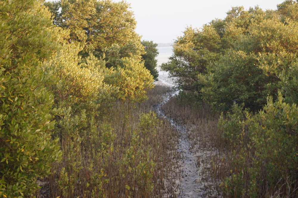 Al Shakira Mangroves Qatar