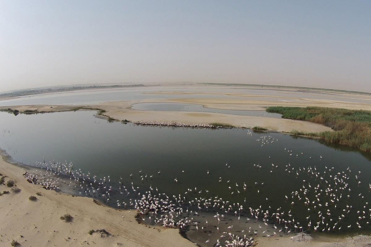 Al Wathba Wetland Reserve