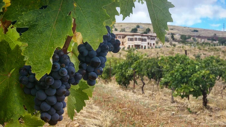 Kalecik Karası Grape