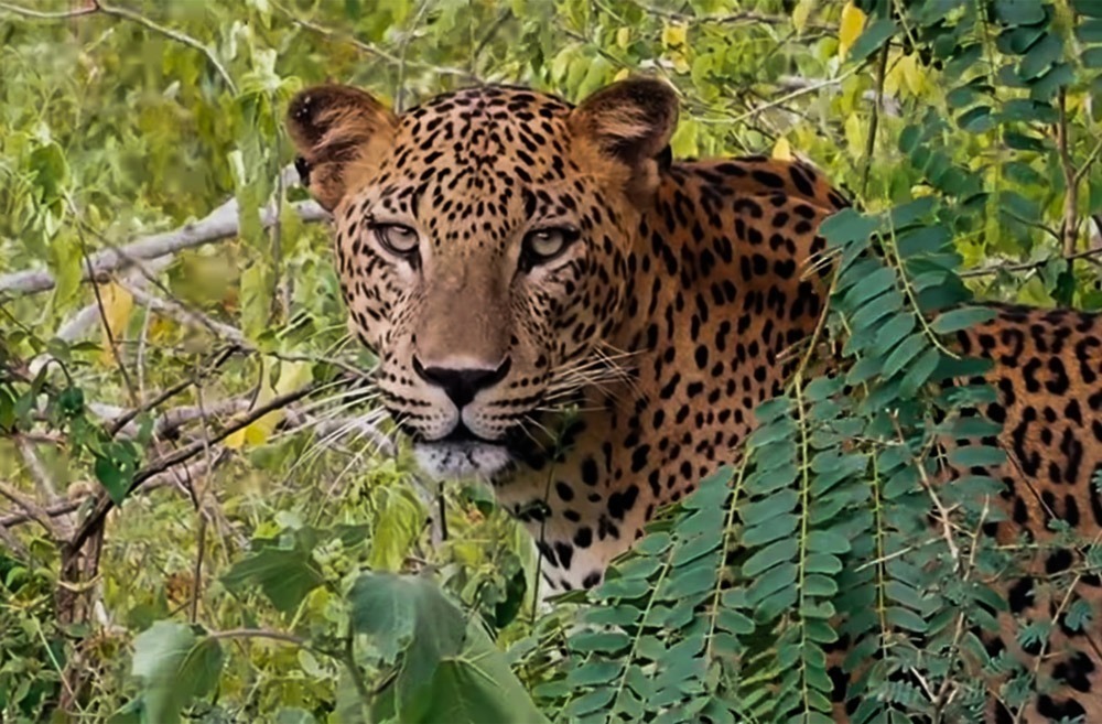 Wildlife Safari Adventures in Sri Lanka