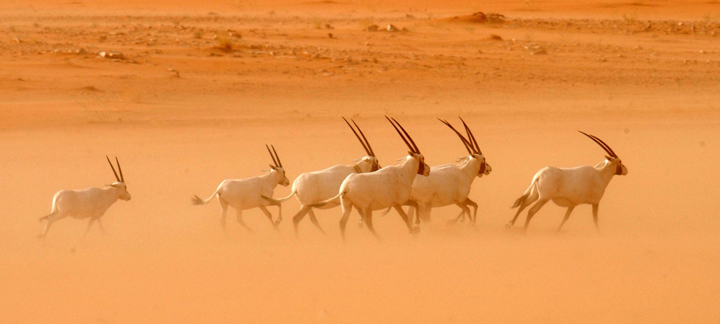 A Guide to Visiting Saudi Arabia’s National Parks and Nature Reserves