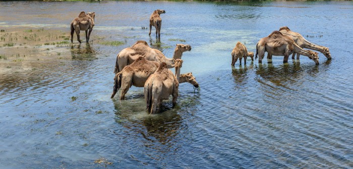 A Weekend Getaway in Salalah