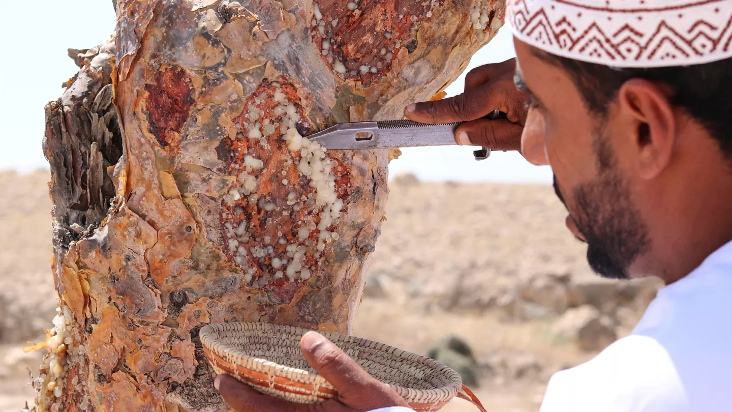 Exploring the History and Mystery of Oman’s Frankincense Trail
