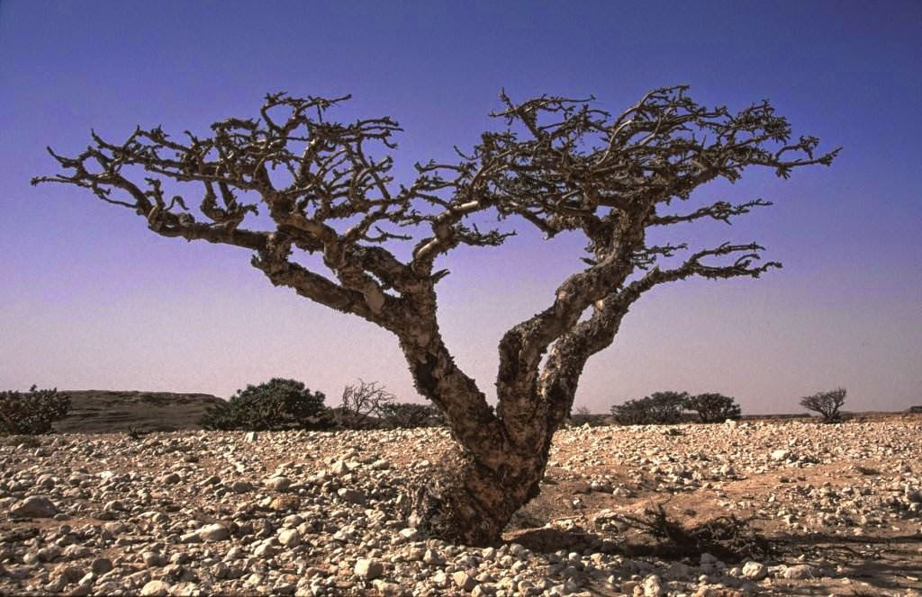 Oman Frankincense Trail